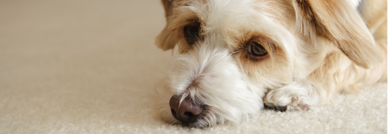 sad dog laying down on the carpet 