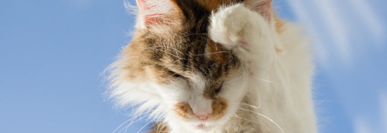 cat itching their head with their paw in front of blue sky