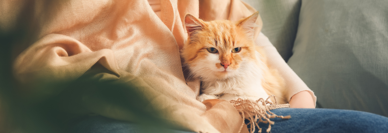 Ginger cat sitting on a persons lap 