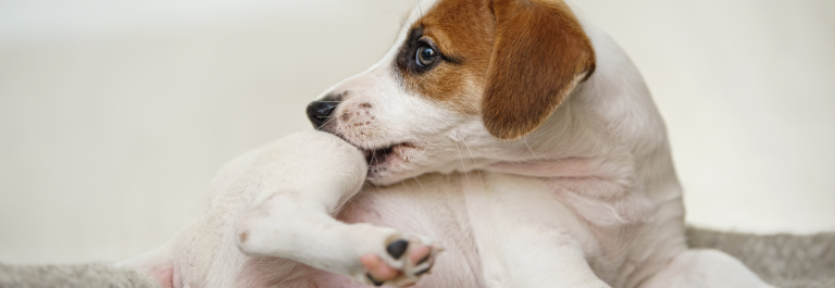 small dog biting their own leg 