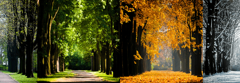 trees changing in each season
