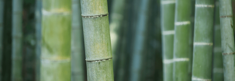 green bamboo