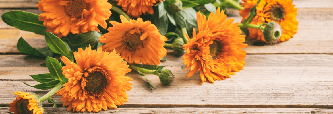 orange calendula flowers