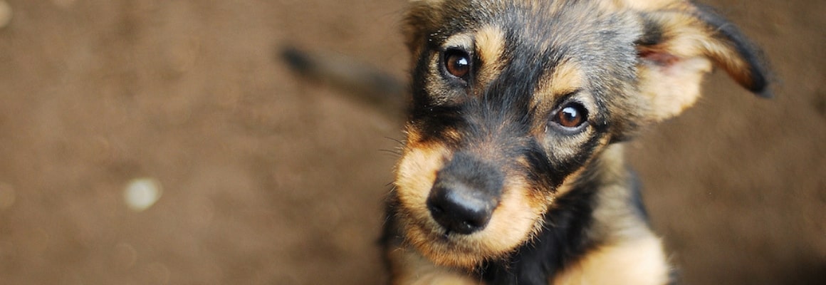 Black and tan puppy giving puppy eyes to the camera.