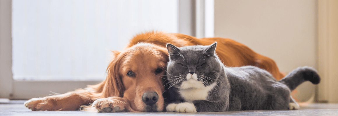 dog and cat cuddling next to each other